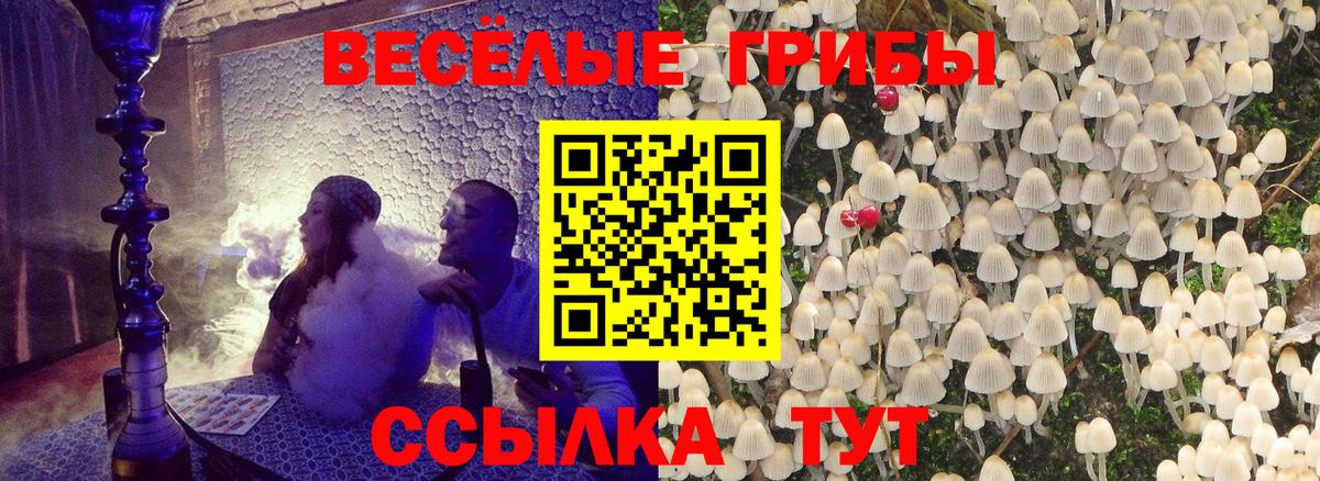 Псилоцибиновые грибы Psilocybe Вичуга